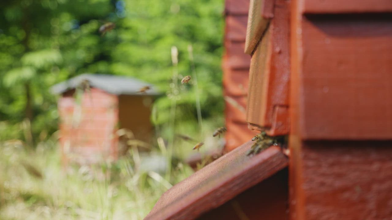Bees flying into a red wooden hive with a green forest behind